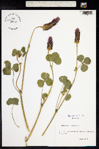 Trifolium incarnatum image