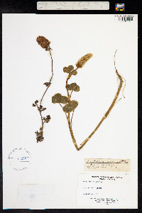 Trifolium incarnatum image