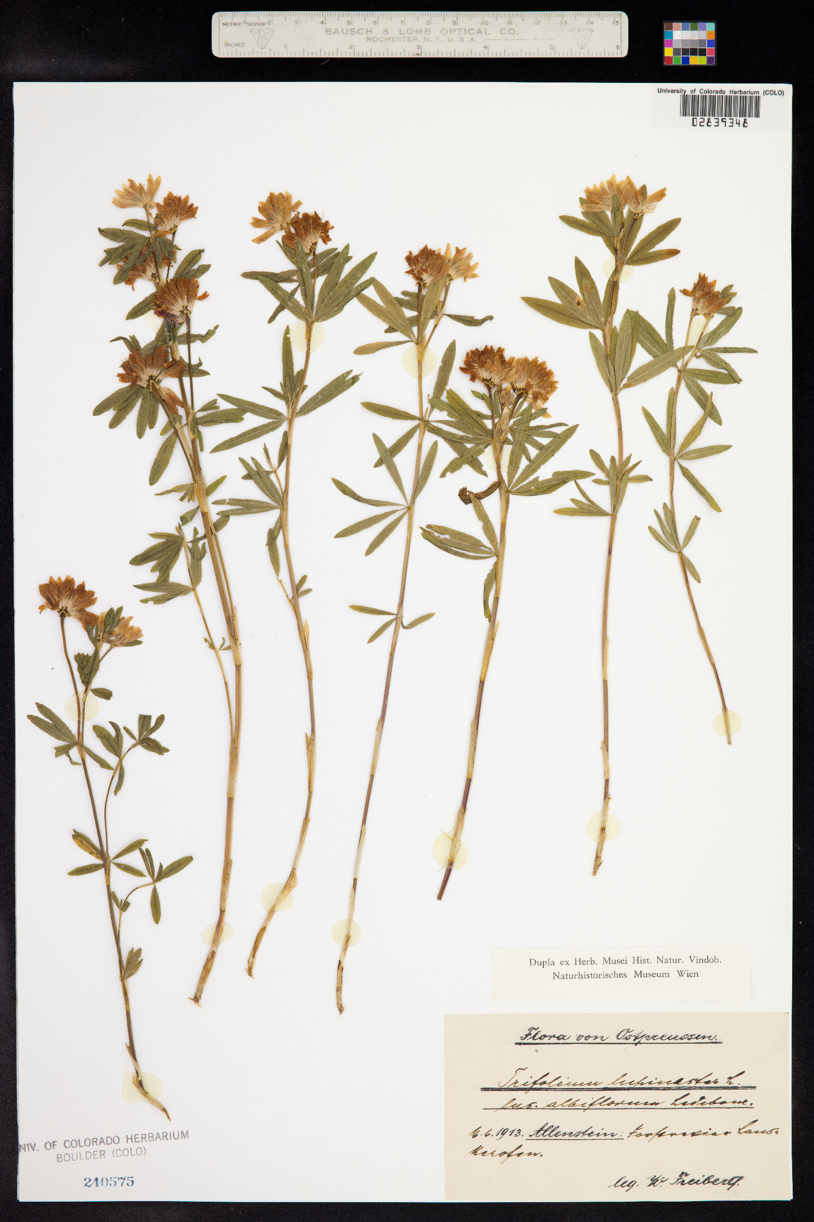 Trifolium lupinaster image