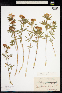 Trifolium lupinaster image