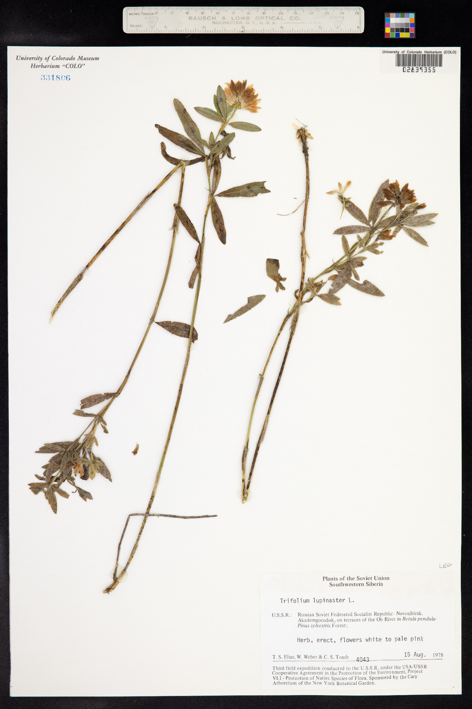 Trifolium lupinaster image