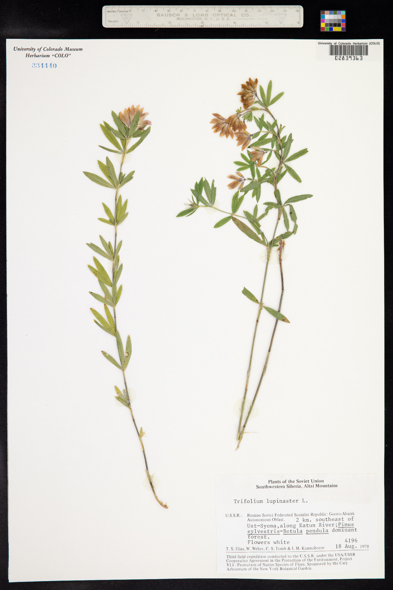 Trifolium lupinaster image