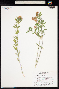 Trifolium lupinaster image