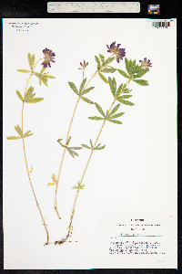 Trifolium lupinaster image