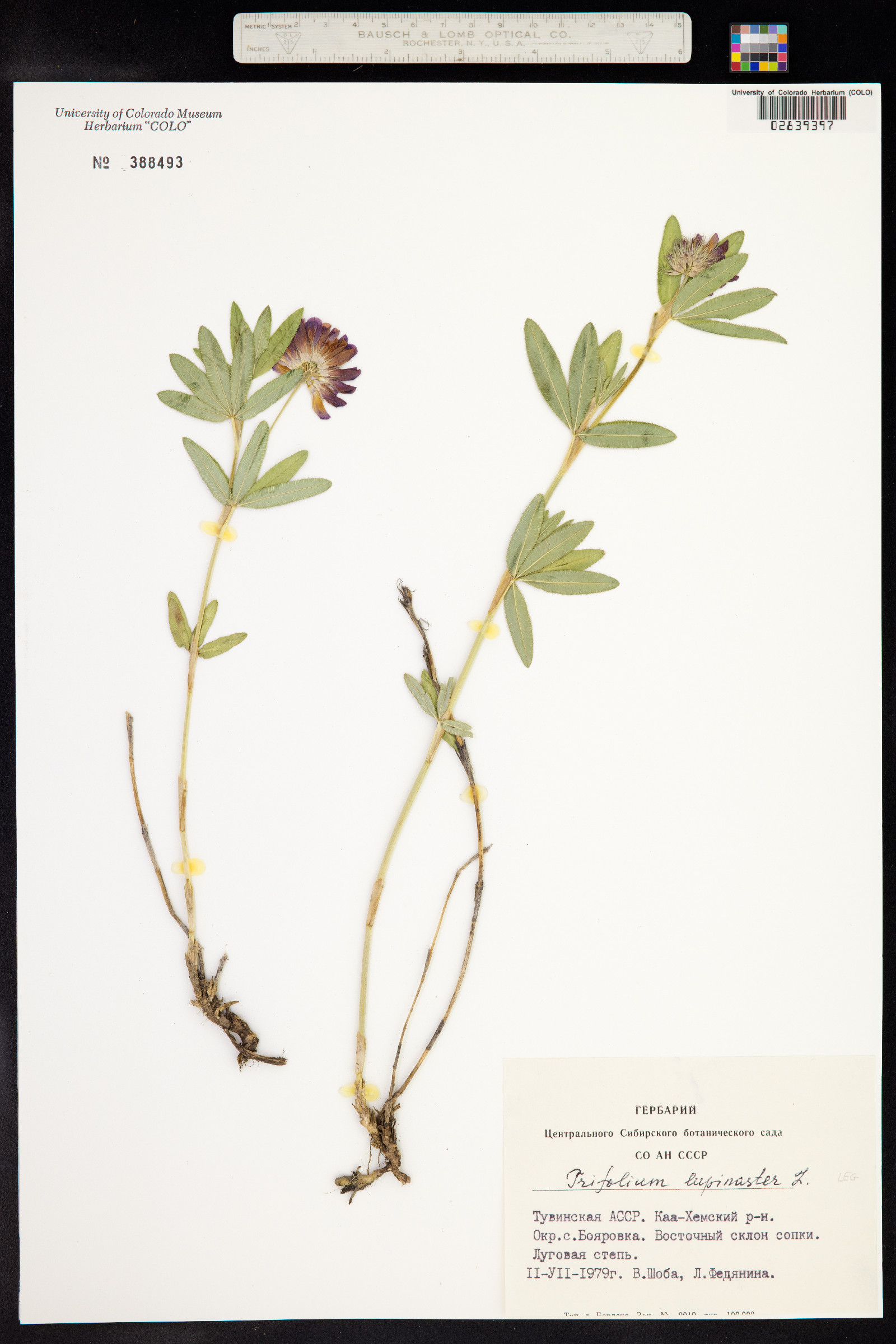 Trifolium lupinaster image