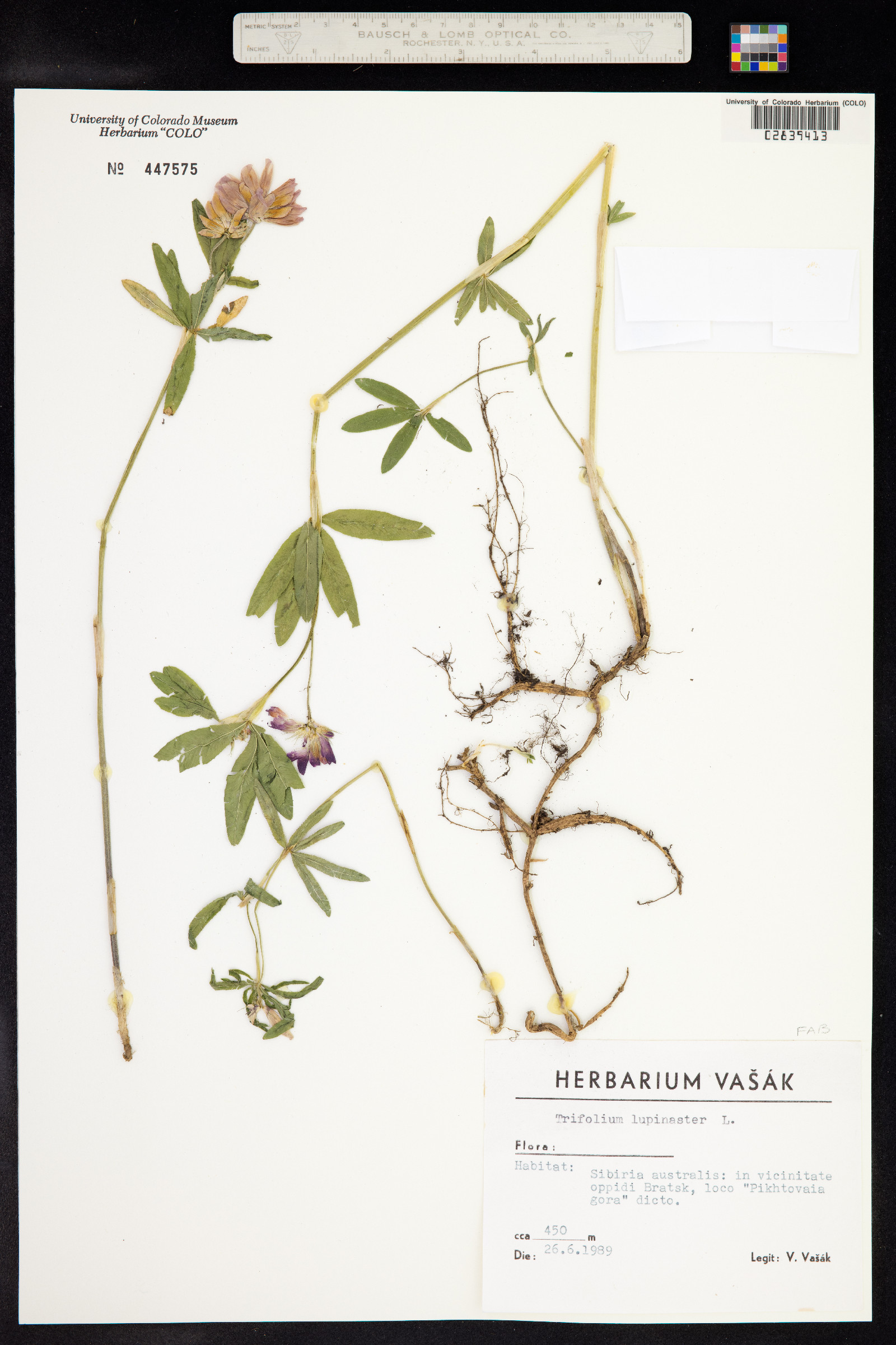 Trifolium lupinaster image