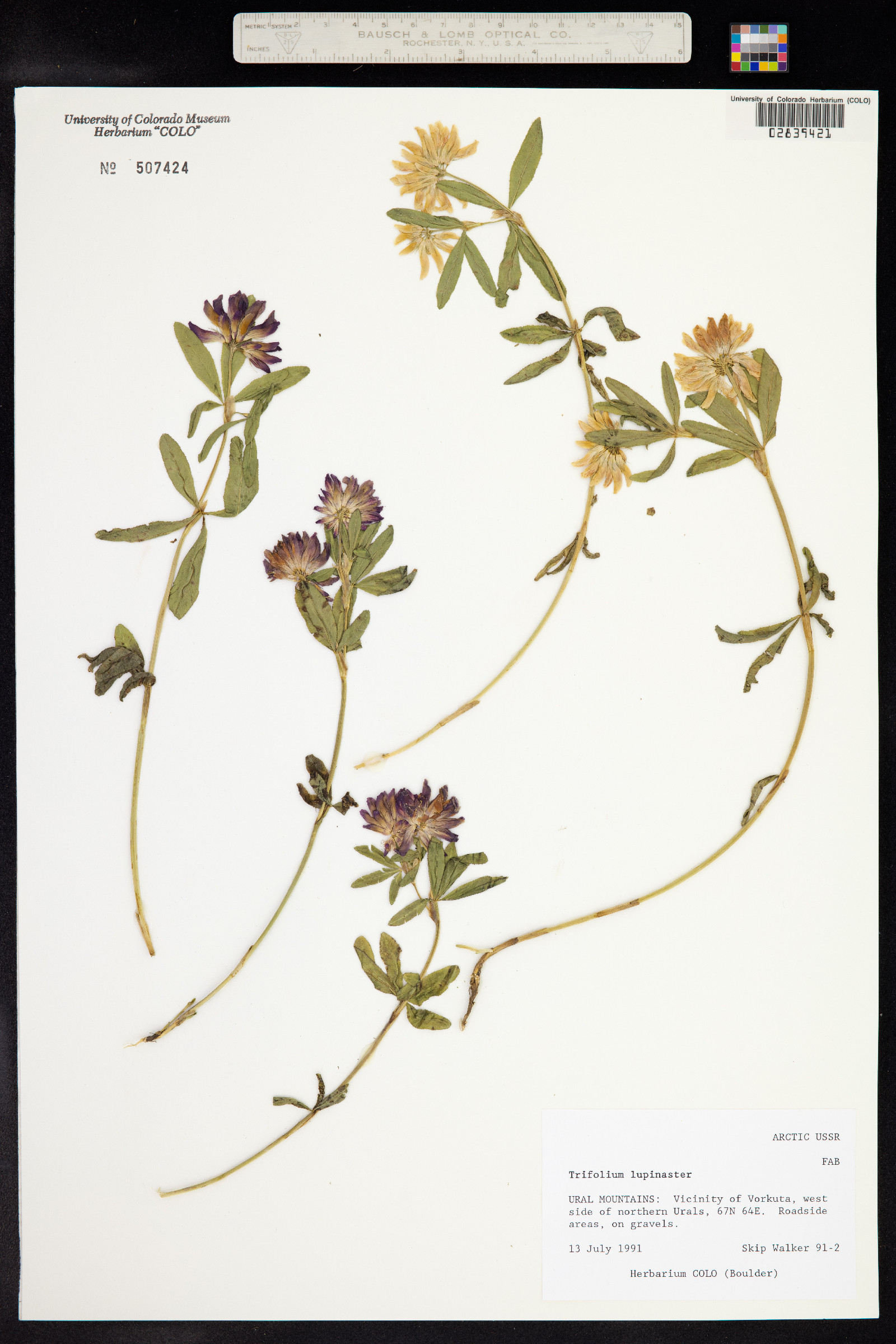 Trifolium lupinaster image