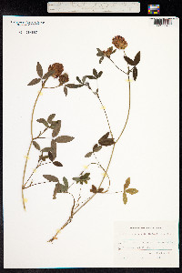 Trifolium medium image