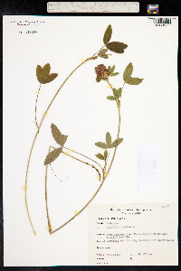 Trifolium medium image