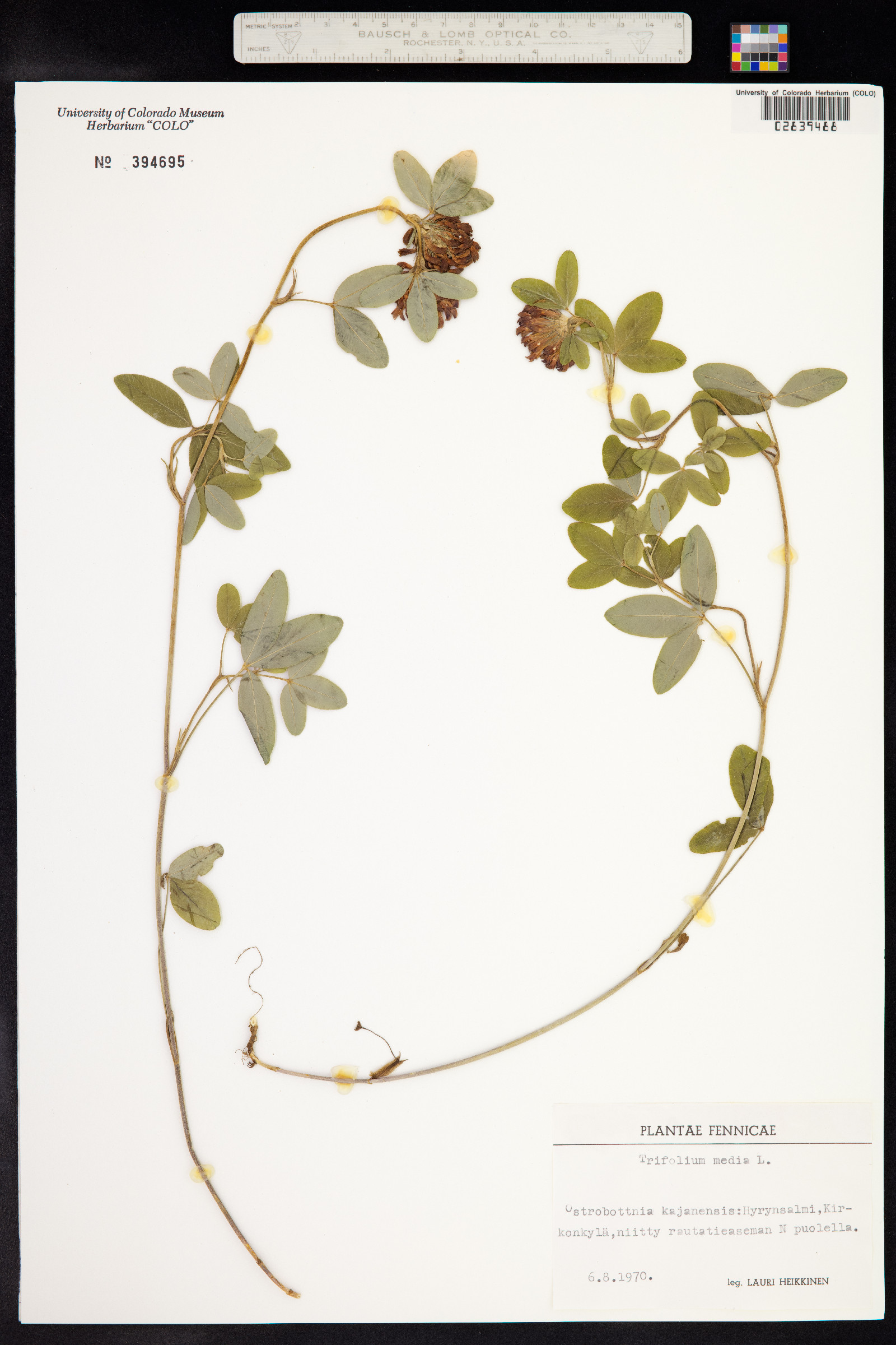 Trifolium medium image