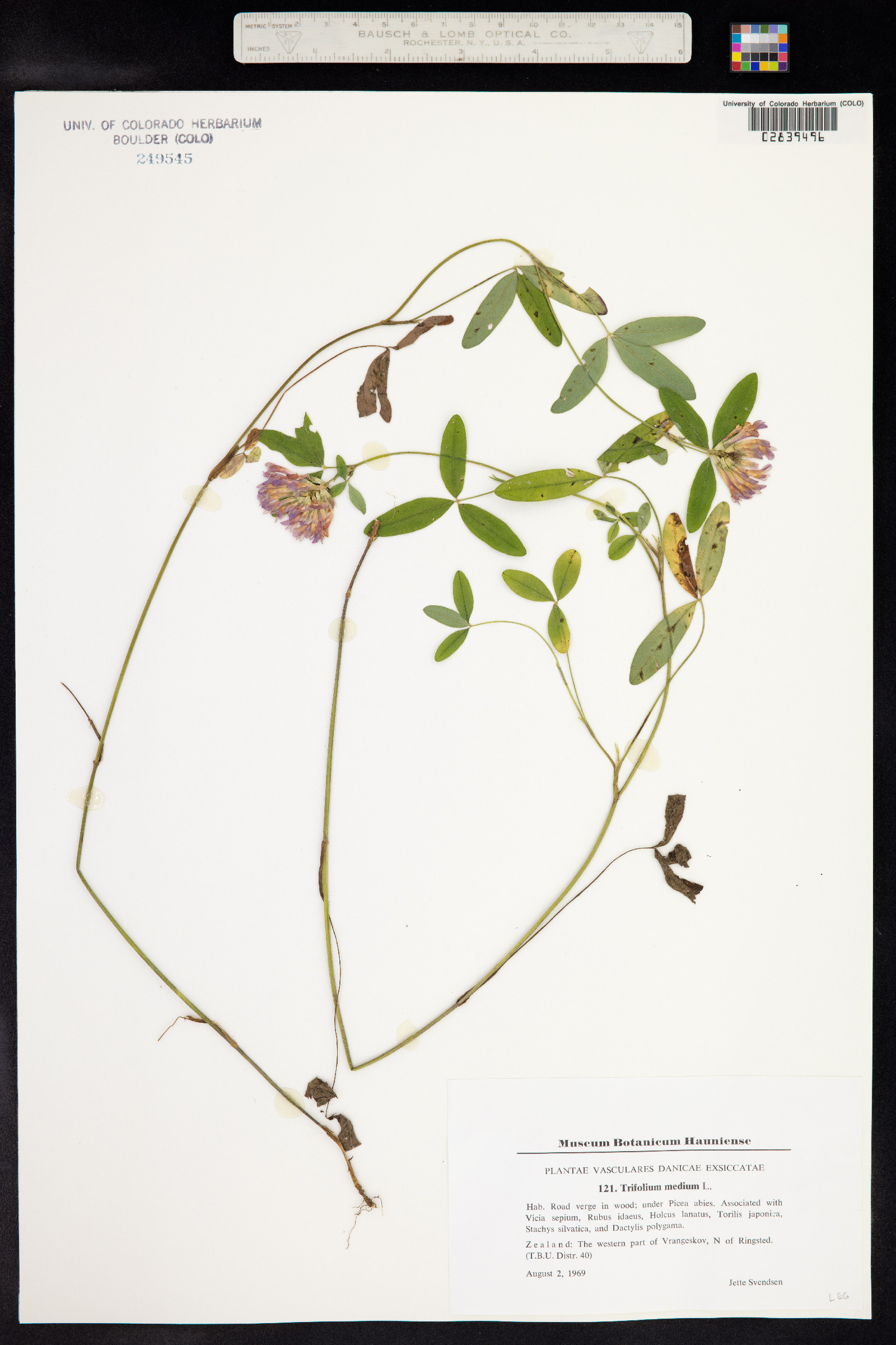 Trifolium medium image