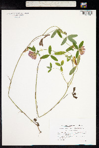 Trifolium medium image