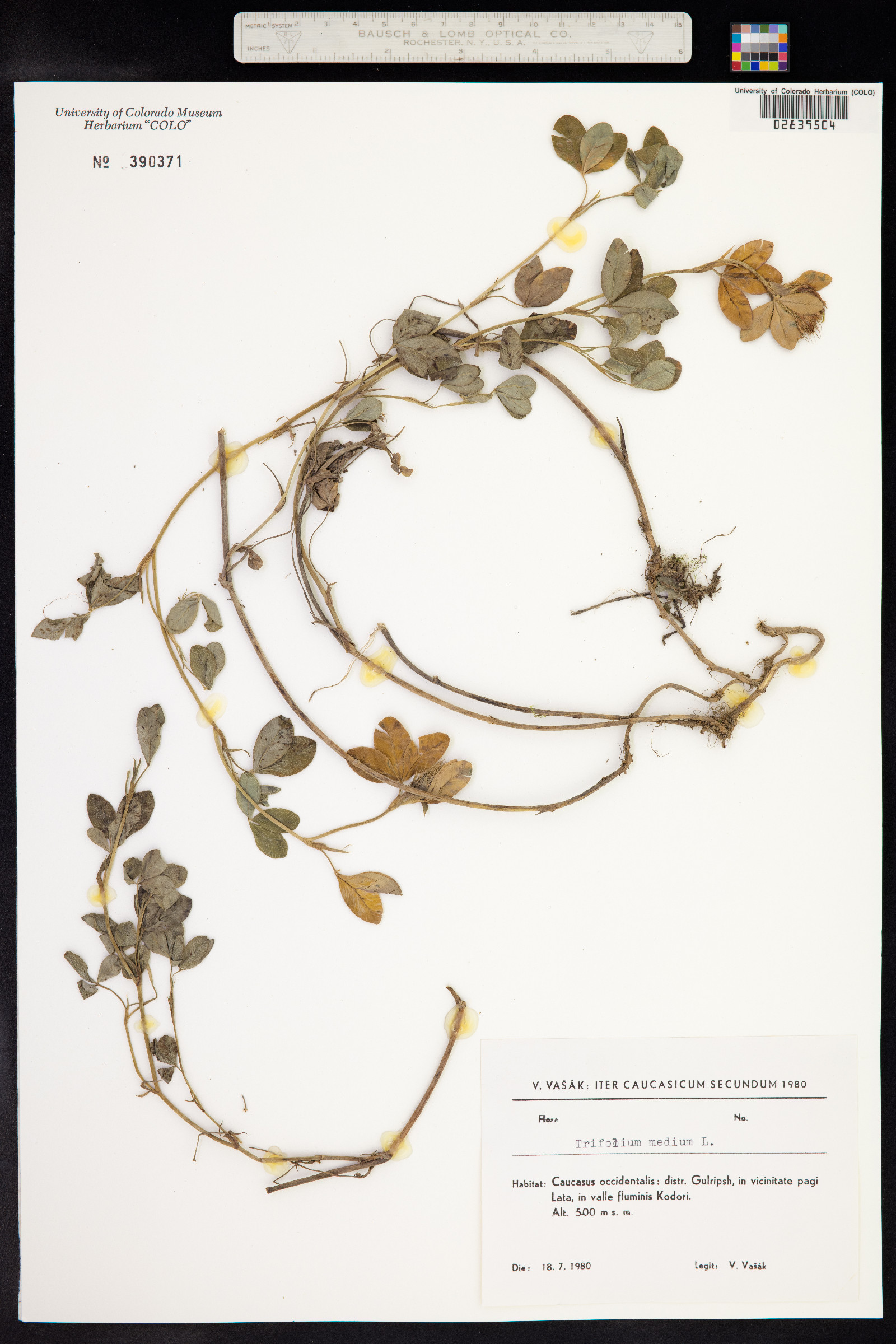 Trifolium medium image