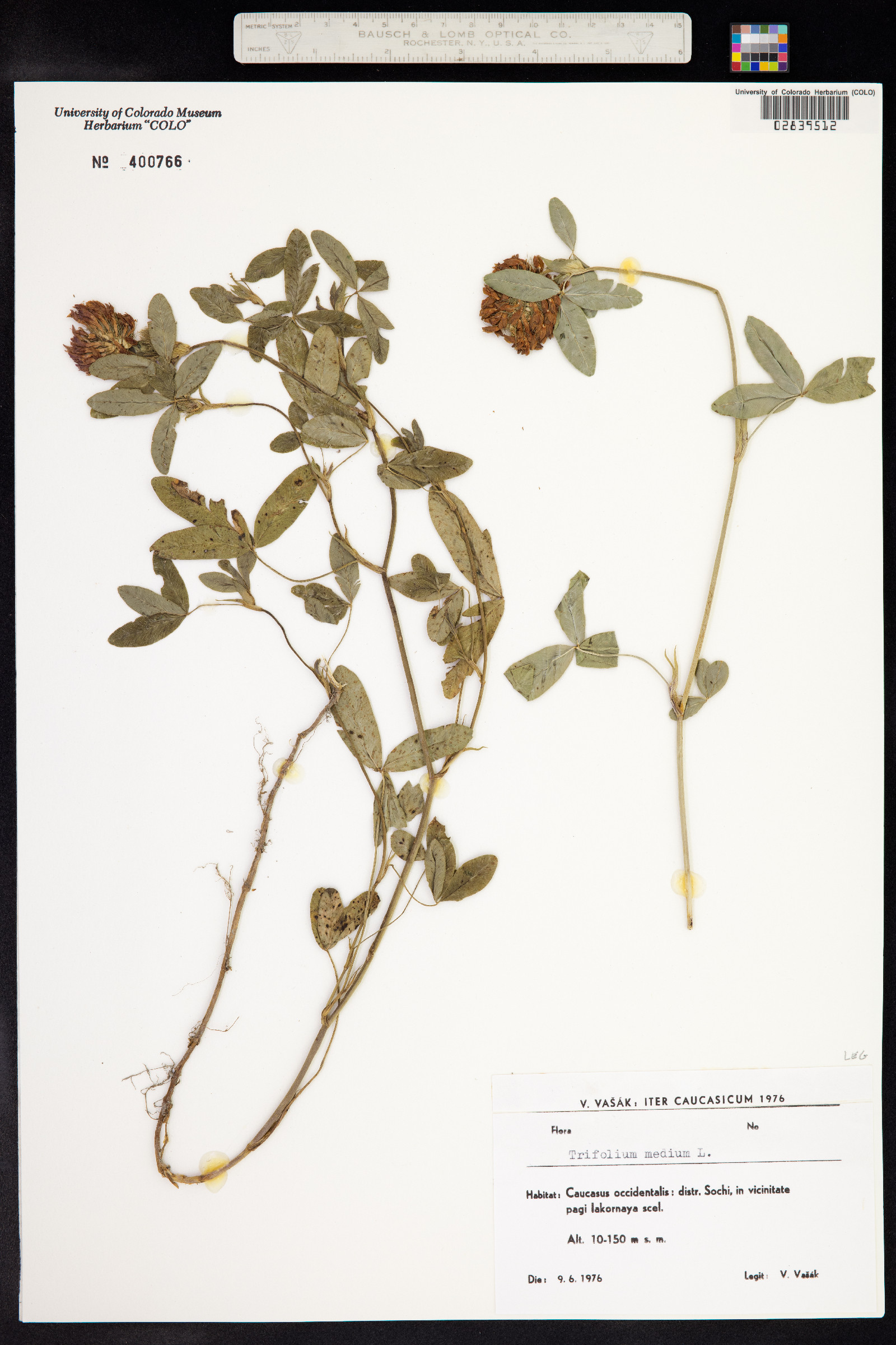 Trifolium medium image