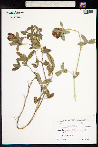 Trifolium medium image