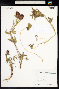 Trifolium medium image