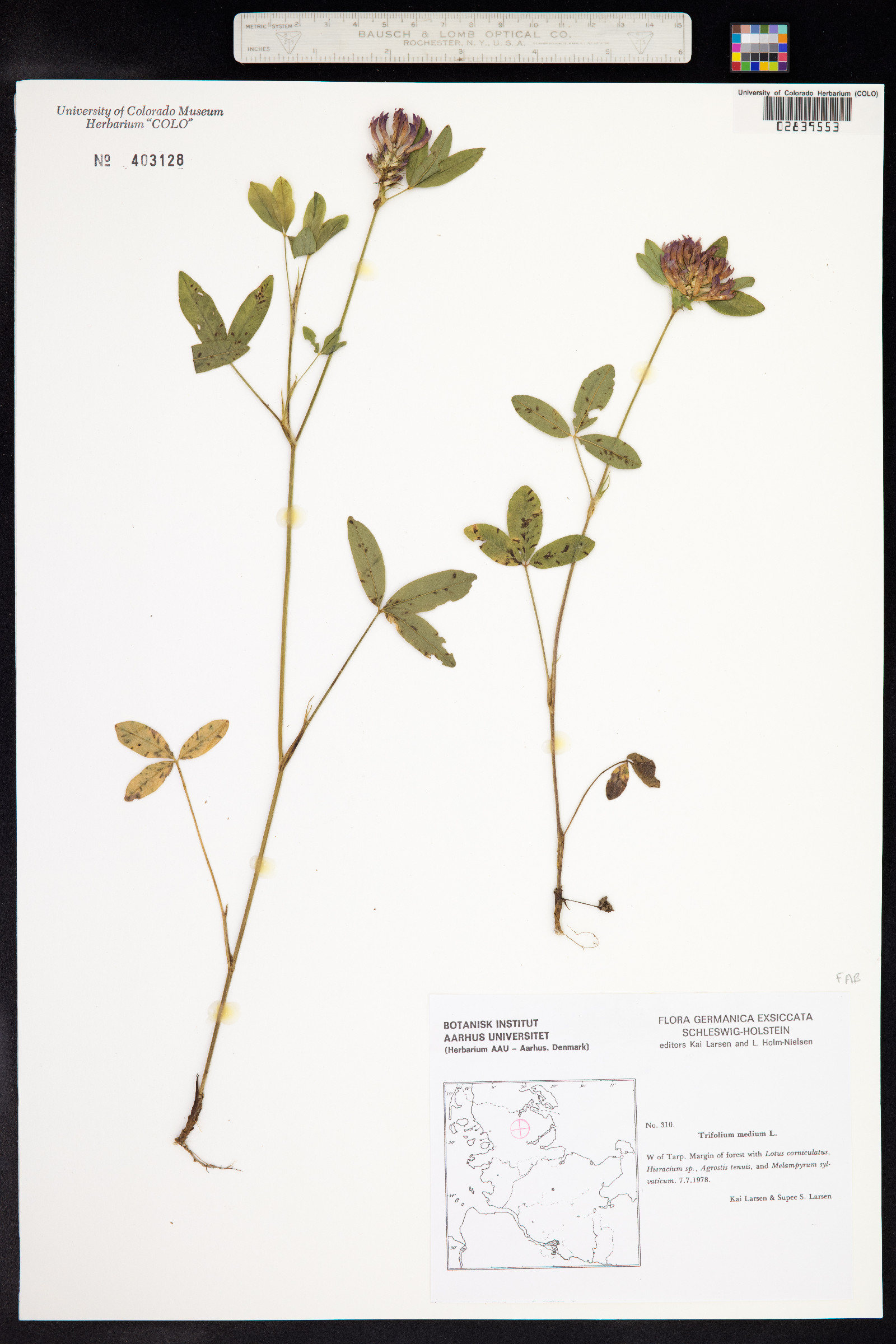 Trifolium medium image
