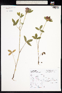 Trifolium medium image