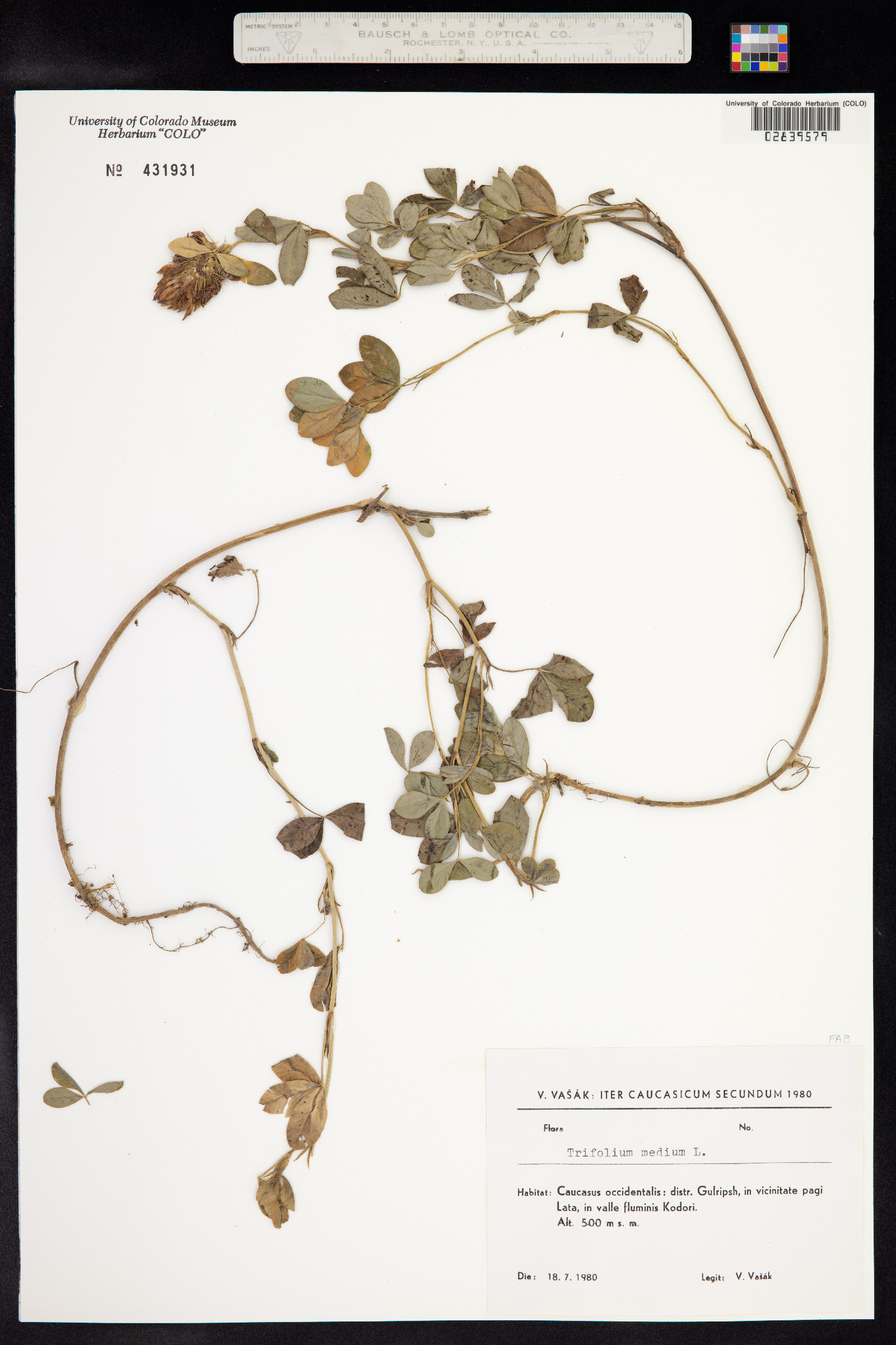 Trifolium medium image