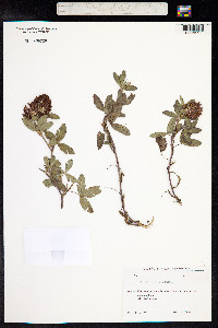 Trifolium medium image