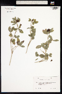 Trifolium medium image