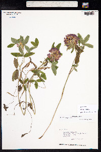 Trifolium medium image