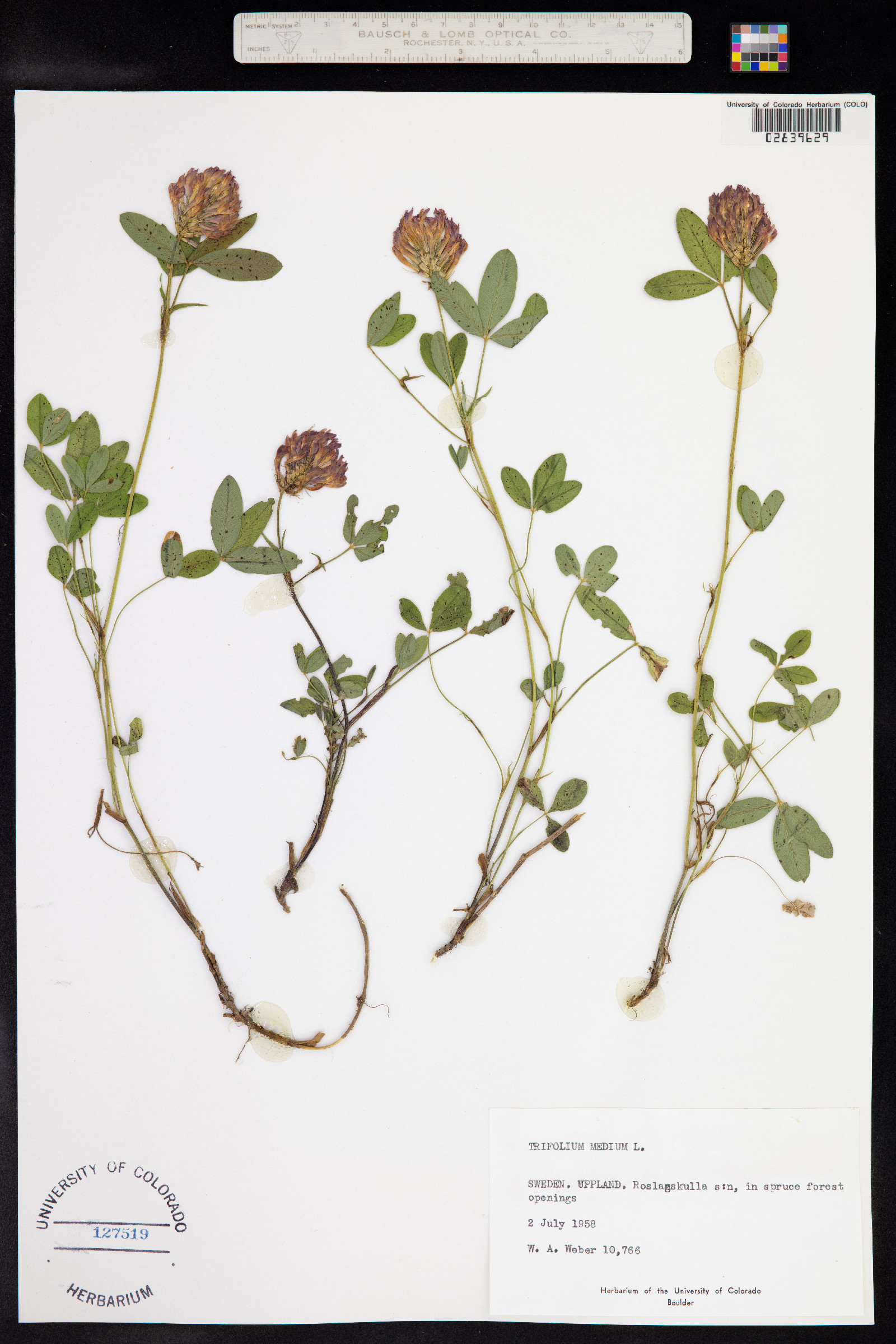 Trifolium medium image