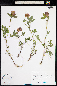 Trifolium medium image