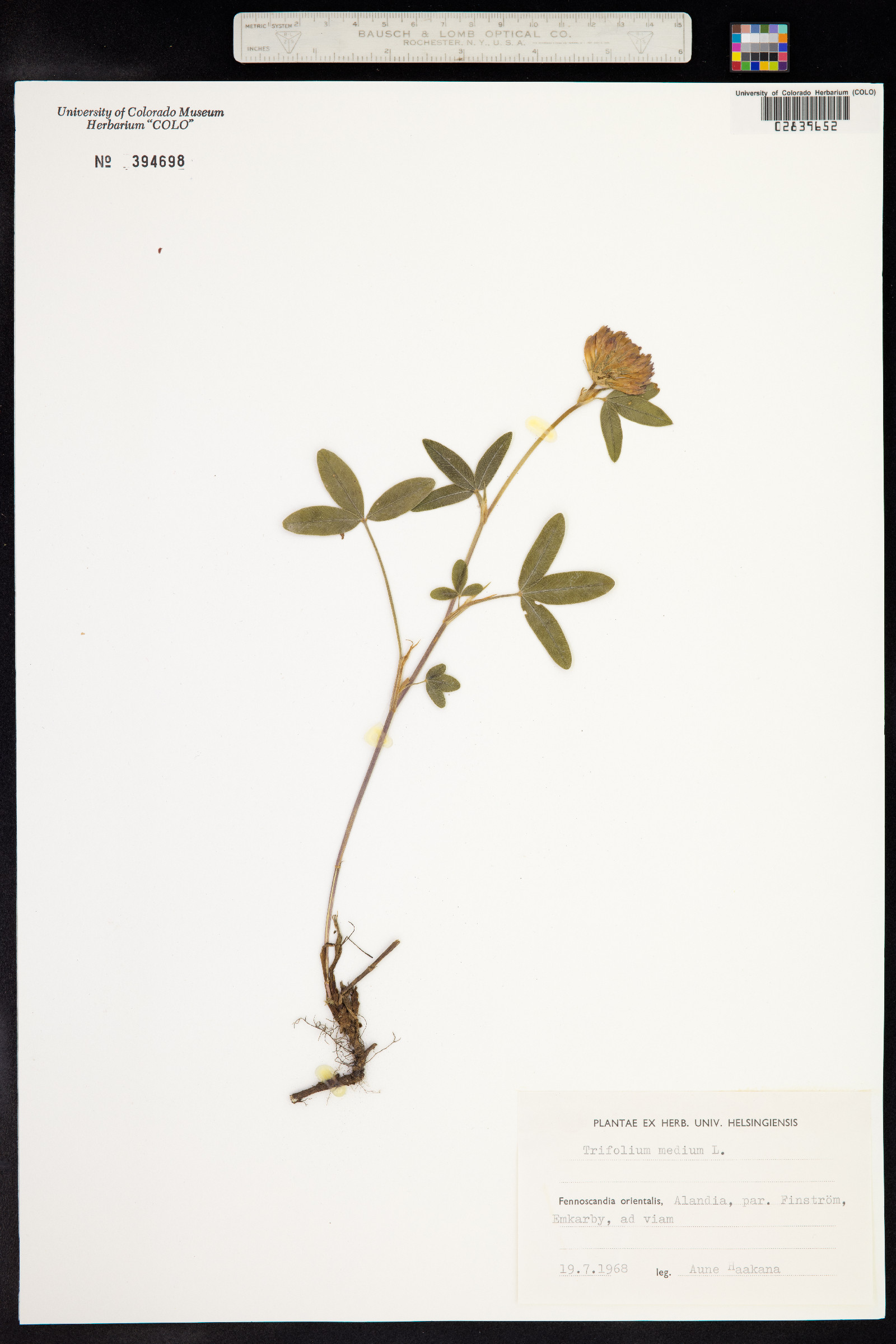 Trifolium medium image