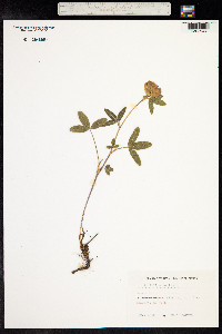 Trifolium medium image