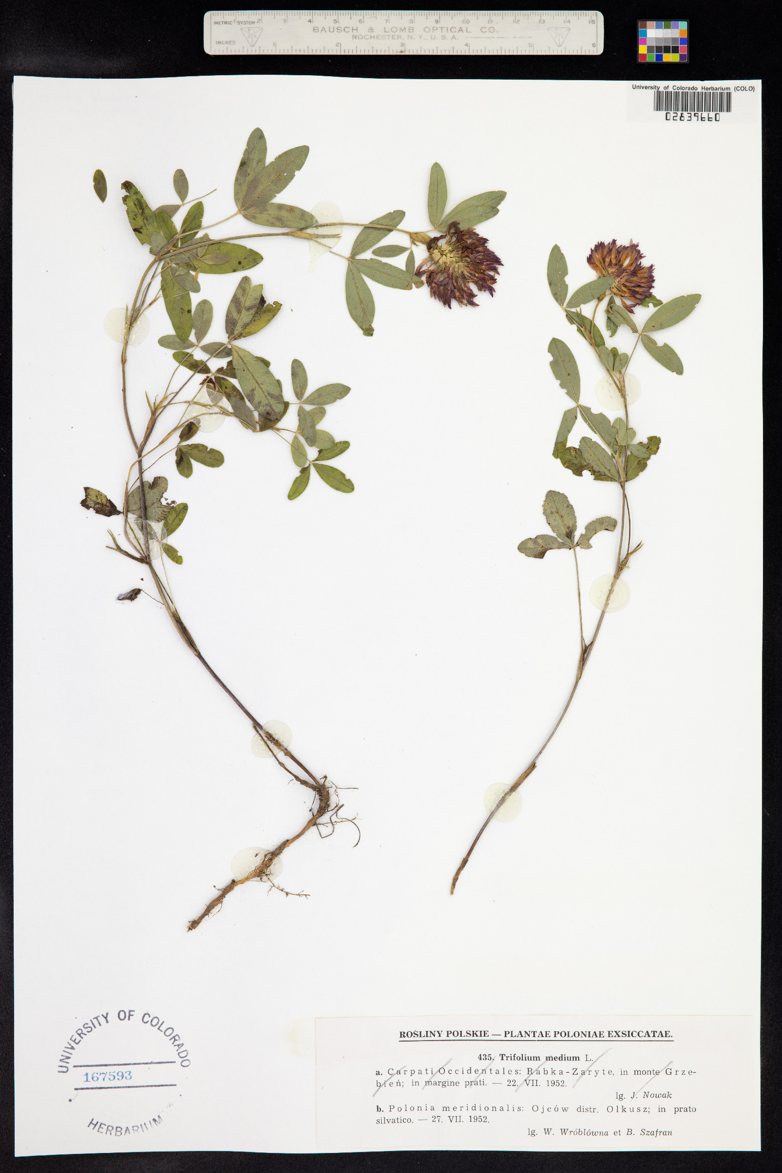 Trifolium medium image