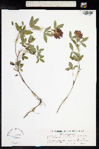 Trifolium medium image