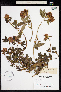 Trifolium medium image