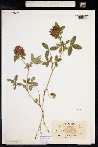 Trifolium medium image