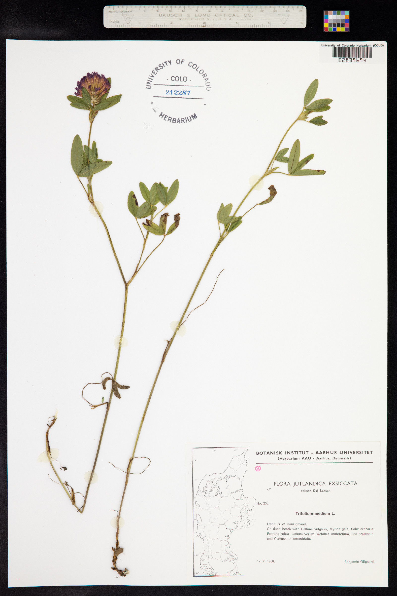 Trifolium medium image