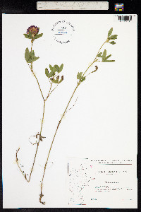 Trifolium medium image