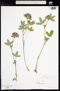 Trifolium medium image