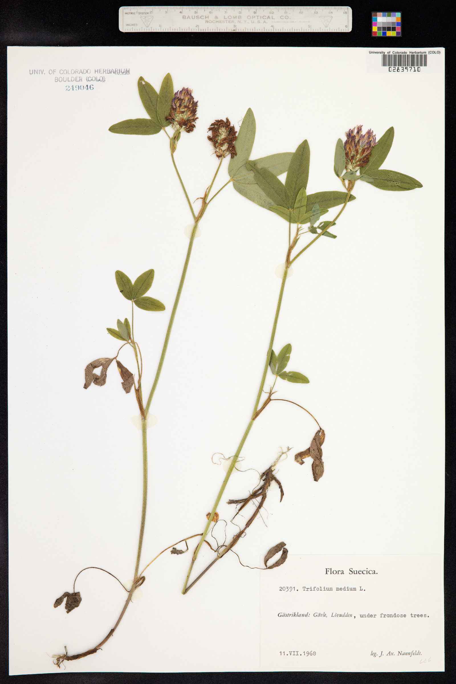 Trifolium medium image