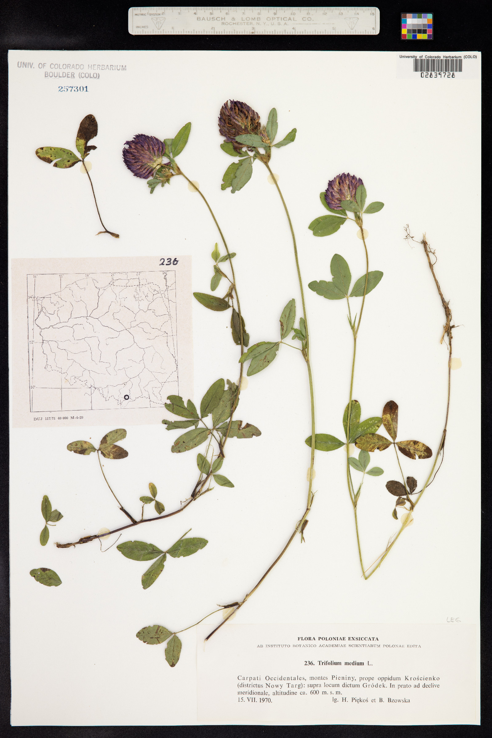 Trifolium medium image