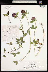 Trifolium medium image