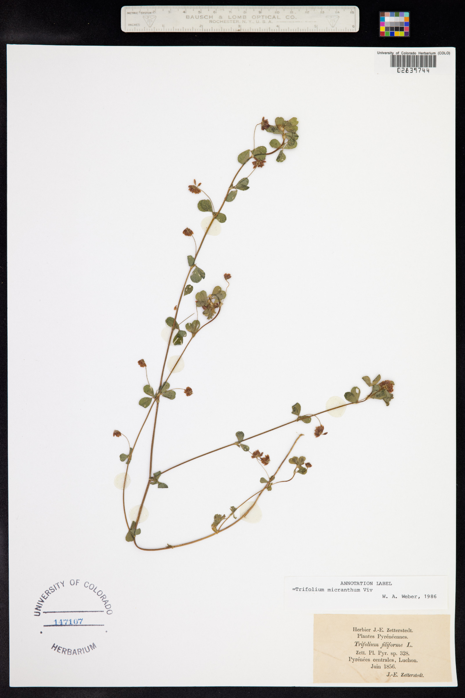 Trifolium micranthum image