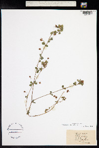 Trifolium micranthum image