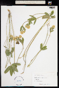 Trifolium montanum image