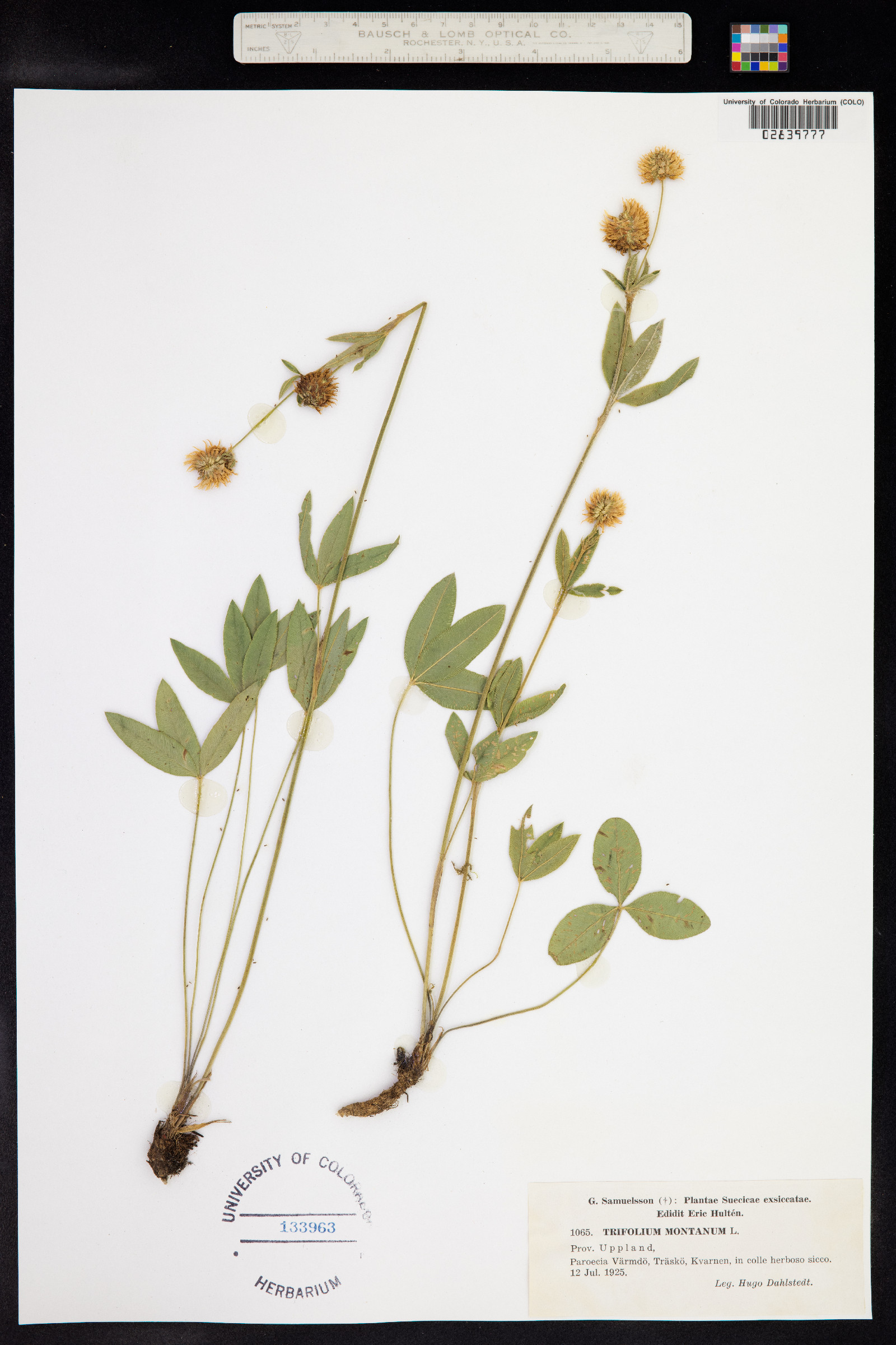 Trifolium montanum image