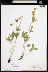 Trifolium montanum image