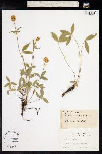 Trifolium montanum image