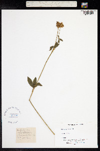 Trifolium montanum image