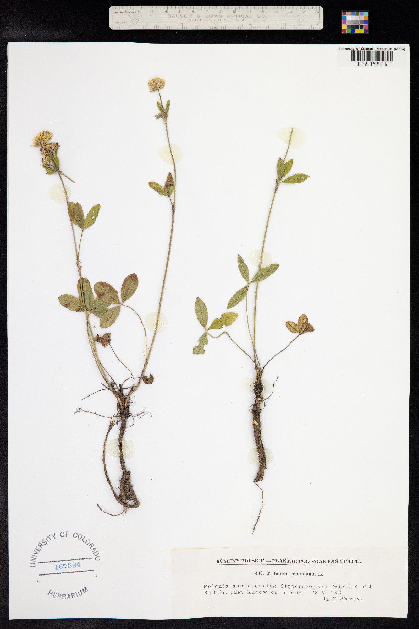 Trifolium montanum image