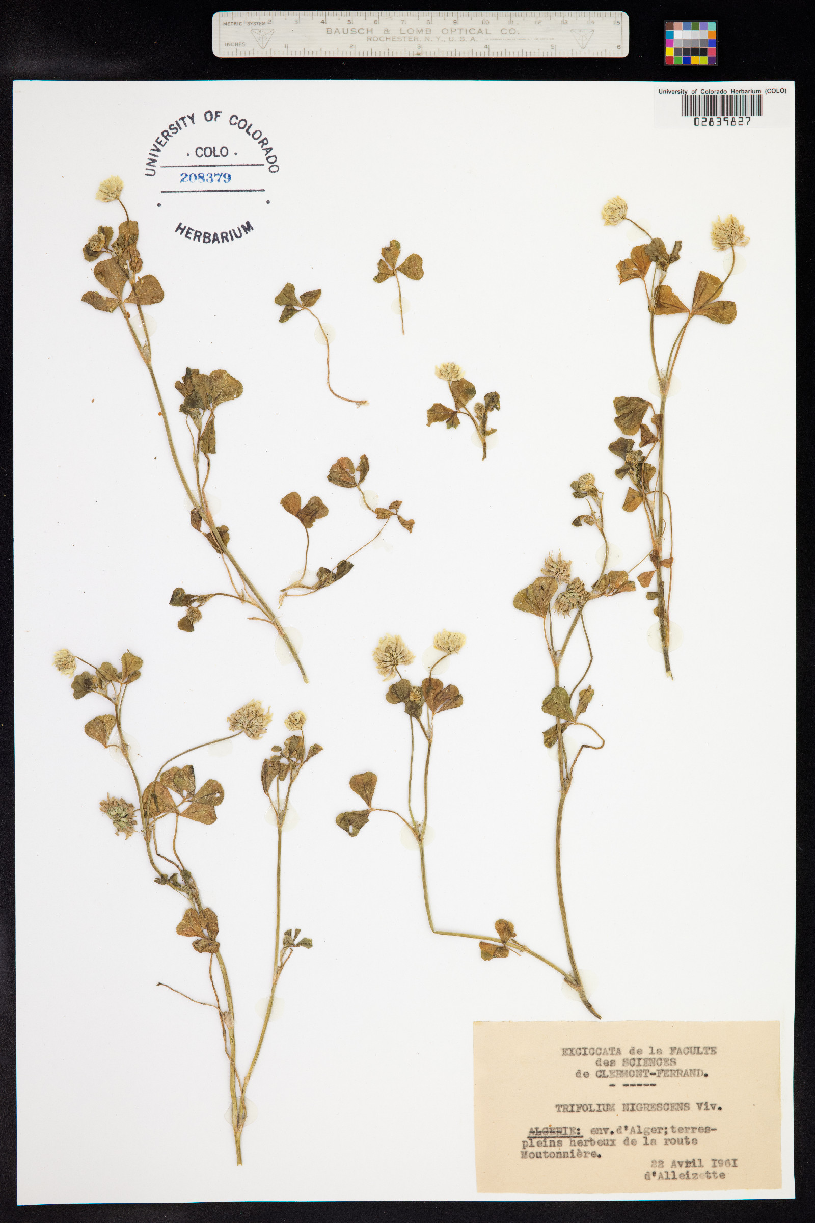 Trifolium nigrescens image