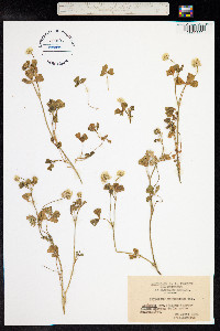 Trifolium nigrescens image